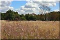 Wanstead Heath