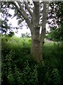 Tree beside the Trans Pennine Trail