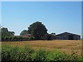 Field of barley at Home Farm