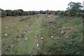 Sheep in dismantled railway cutting