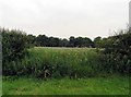 Gateway to field north of Belvoir Road