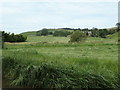 SD9949 : Mown fields near High Laithes Farm by Christine Johnstone