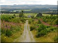 Forestry track, Garadhban Forest