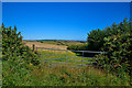 Slapton : Grassy Field & Gate