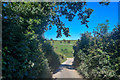 Strete : Country Lane