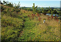 Path above Follaton Rise