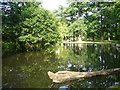 Triss?s Pond, Bushy Park