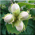 NJ1348 : Hazel Nuts (Corylus avellana) by Anne Burgess