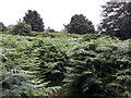 Fernery behind Broadlea Terrace