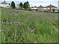 Thistles on Yeadon Banks