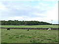 Alpacas at Majentta Farm