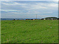 Cows by York Gate