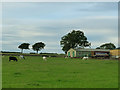 Cattle and horses at Town End Farm, East Carlton