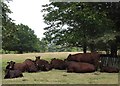 Herd of cattle sheltering under the shade of a tree, Torry Hill