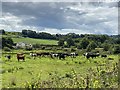 Cattle grazing