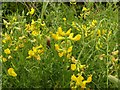 Meadow Pea (Lathyrus pratensis)