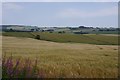 Barley near Kinmuck