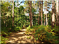 Path, Horsell Common