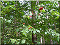 Rowan berries, Horsell Common