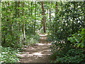 Path, Horsell Common