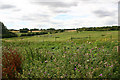 Rough pastureland near Redfants Manor Farm, Shalford