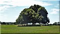 Tree and view SW from a point south of City Cottages