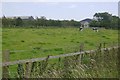 Cattle, Cultercullen