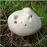 NJ4148 : Fungus by Anne Burgess