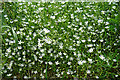 Lesser Stitchwort (Stellaria graminea)