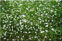 NJ4048 : Lesser Stitchwort (Stellaria graminea) by Anne Burgess