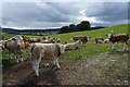 Inquisitive Cattle