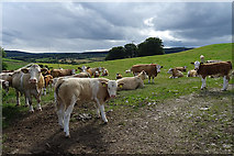 NJ4049 : Inquisitive Cattle by Anne Burgess
