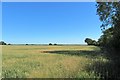 Crop land Gatherley