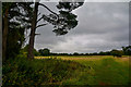 ST7763 : Bath : Grassy Field by Lewis Clarke