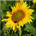 Sunflowers at Ryeford, 4