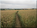 Footpath through a wheatfield at Shotley