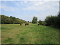 Cattle grazing near Kirby Lodge