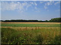 SP9392 : Wheat field near Kirby Hall by Jonathan Thacker