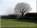 Tree in the hedgerow