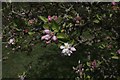 TF0820 : Blossom on the bramley by Bob Harvey
