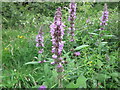 Marsh Woundwort, Silverlink Biodiversity Park, Shiremoor