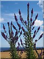 Purple Toadflax on a Wall at Birnieknowes