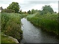 Reeds in the canal, Bridgwater