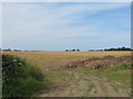 Recently harvested field off Hagg Road