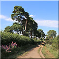 Roman Road near Norton in Stourbridge, Dudley