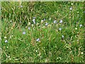 NT6965 : Roadside flowers in the Lammermuir Hills by M J Richardson