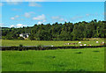 Fields and trees near Dallars House