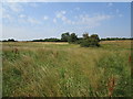 Hedge between two overgrown grass fields