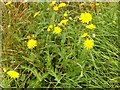 Corn sowthistle