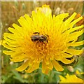 Corn sowthistle with pollinating bee